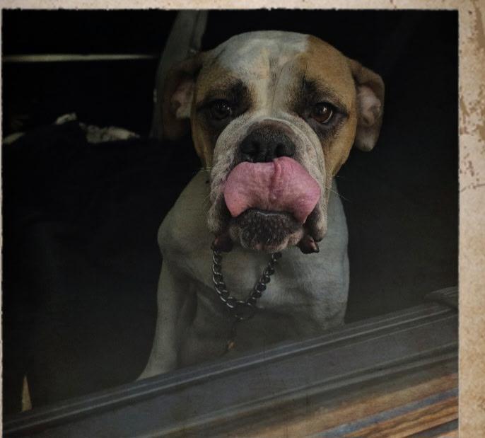 Launie, ADOPTABLE, Adult Female English Bulldog & American Bulldog.