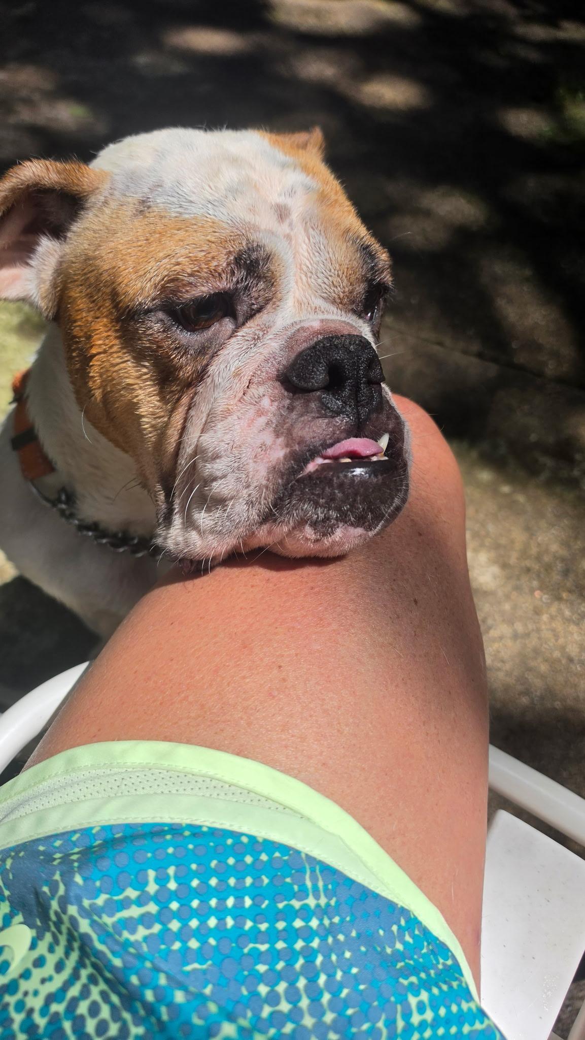 Enlarge Launie, a ADOPTABLE mixed breed in Wanaque, NJ image 3/6