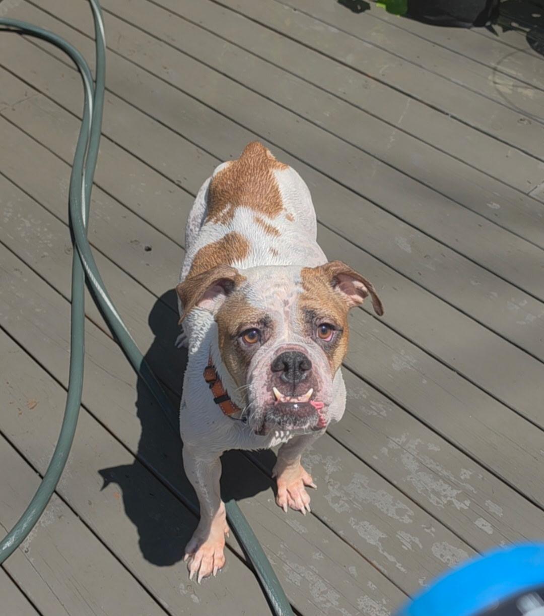 Enlarge Launie, a ADOPTABLE mixed breed in Wanaque, NJ image 2/6