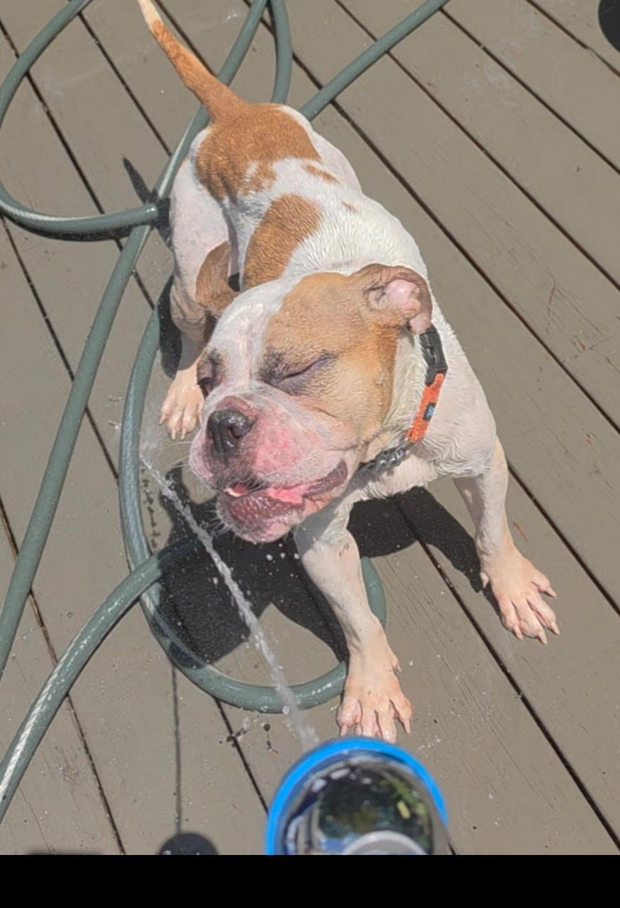Enlarge Launie, a ADOPTABLE mixed breed in Wanaque, NJ image 5/6