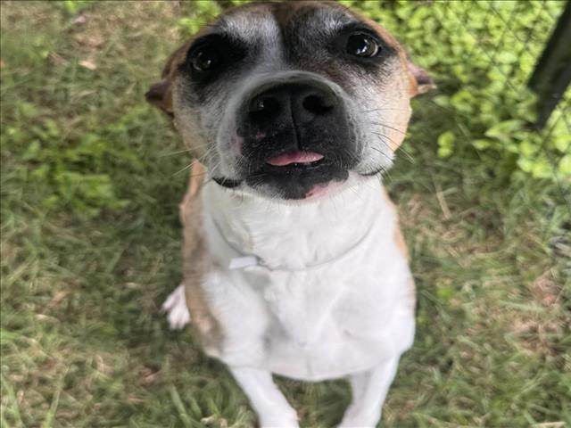 Enlarge FIONA, a Adoptable mixed breed in Houston, TX image 1/1
