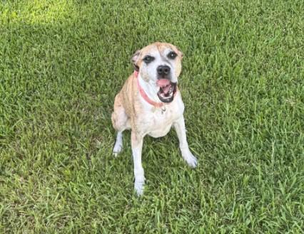 FIONA, Adoptable, Adult Female Boxer & Mixed Breed.
