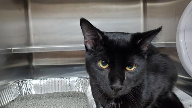 Enlarge PORTER, a Adoptable Domestic Short Hair in Aurora, IL image 1/1