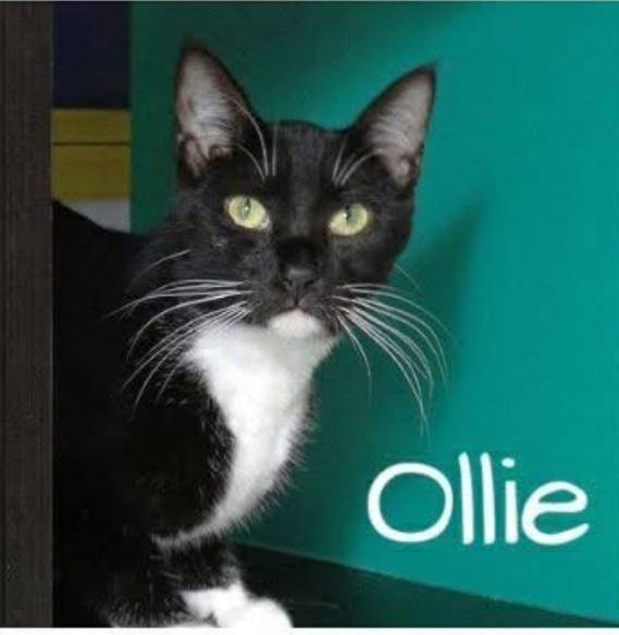 Enlarge Ollie, a Adoptable Domestic Short Hair in Pawleys Island, SC image 1/1