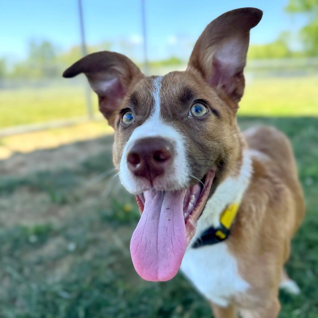 Bo, Adoptable, Puppy Male Mixed Breed.