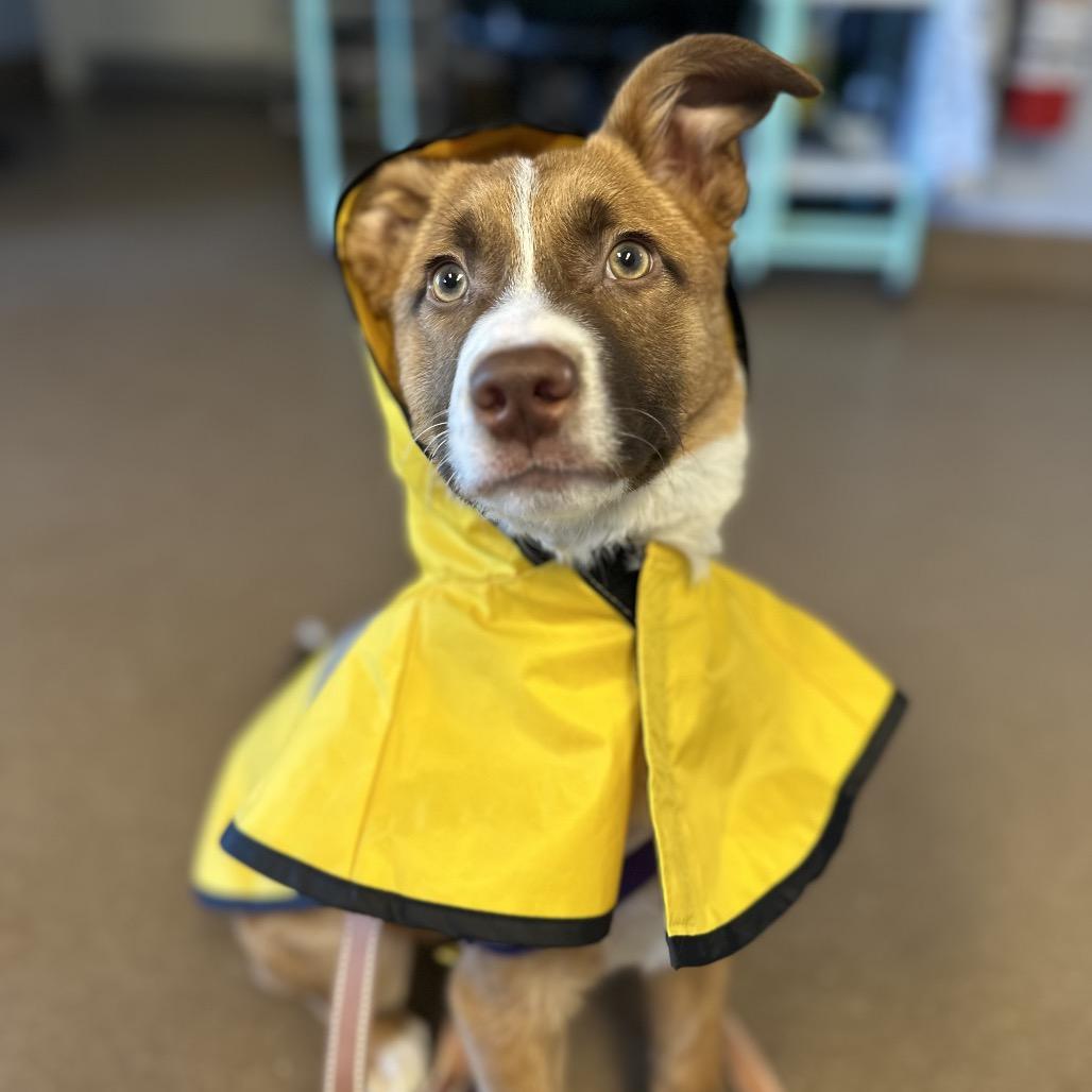 Enlarge Bo, a Adoptable Mixed Breed in Hendersonville, NC image 2/6