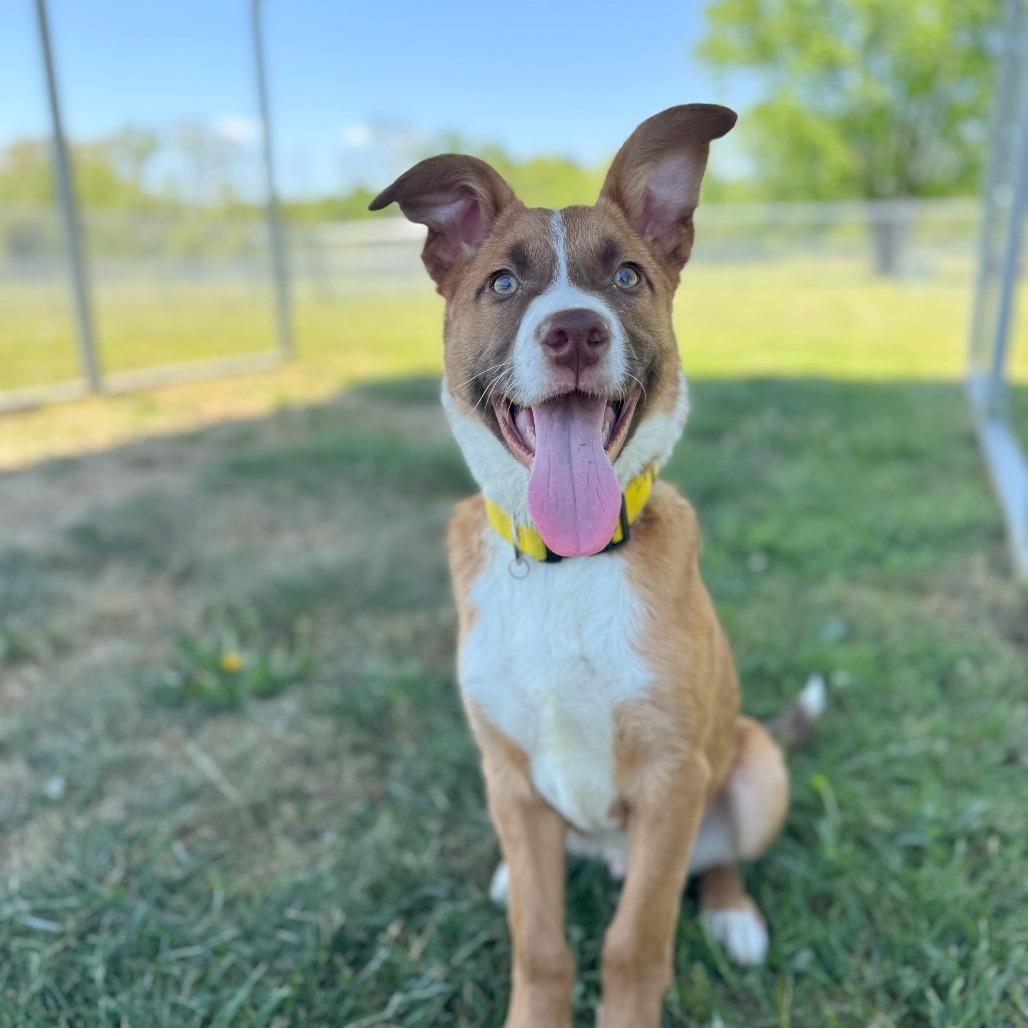 Enlarge Bo, a Adoptable Mixed Breed in Hendersonville, NC image 4/6