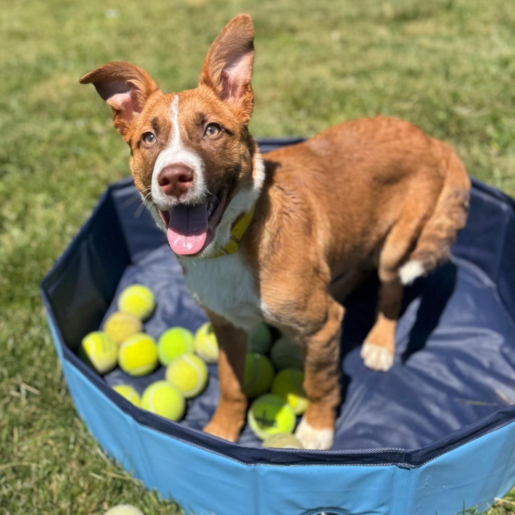Enlarge Bo, a Adoptable Mixed Breed in Hendersonville, NC image 5/6