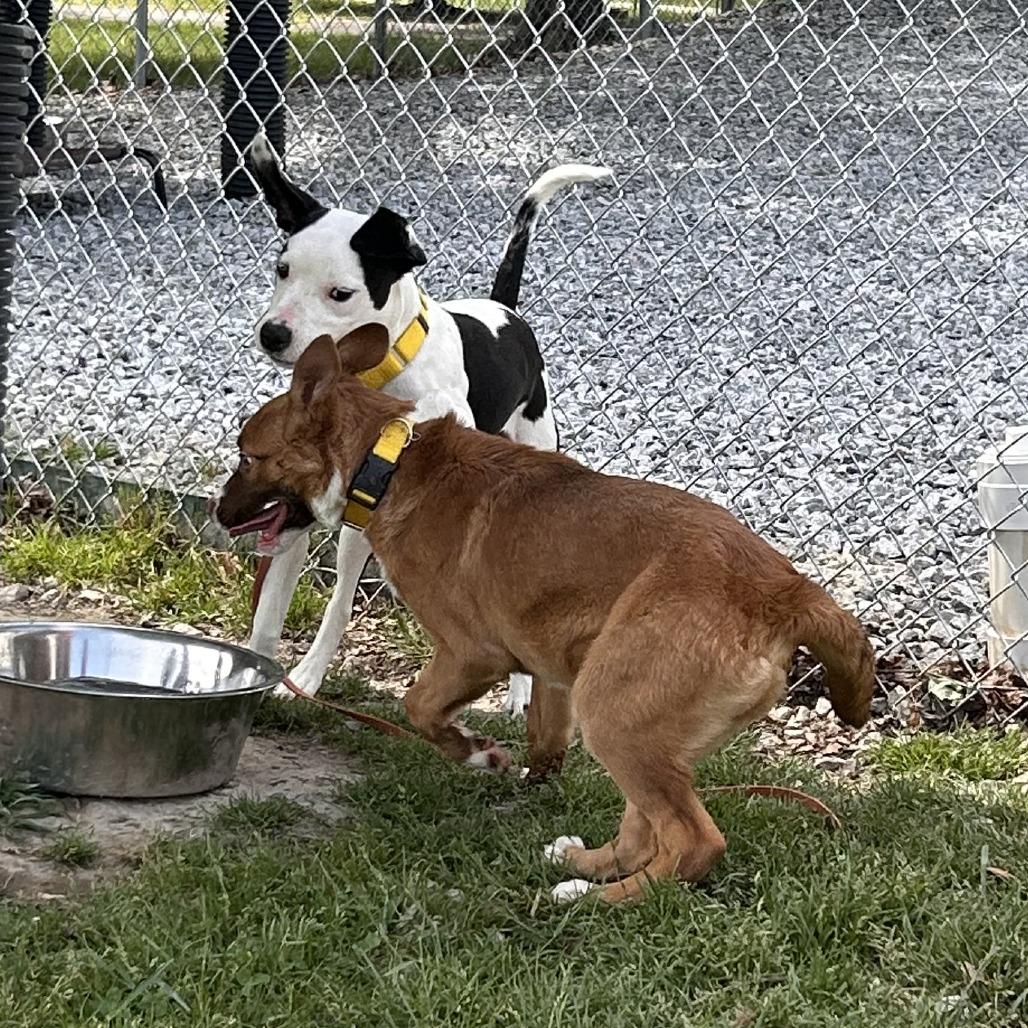 Enlarge Bo, a Adoptable Mixed Breed in Hendersonville, NC image 6/6