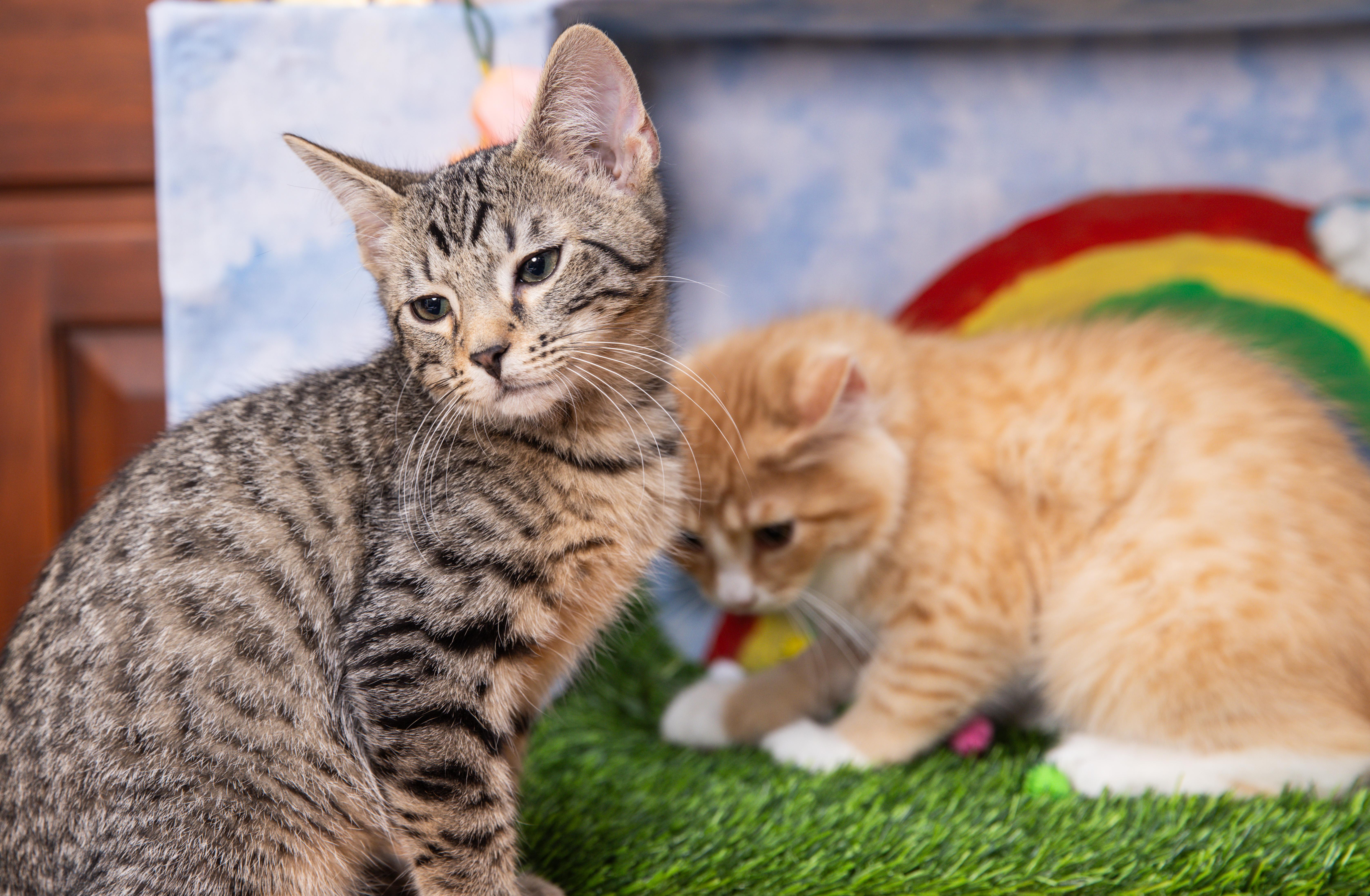 Enlarge Hugs, a Adoptable Domestic Short Hair in Avondale Estates, GA image 2/6