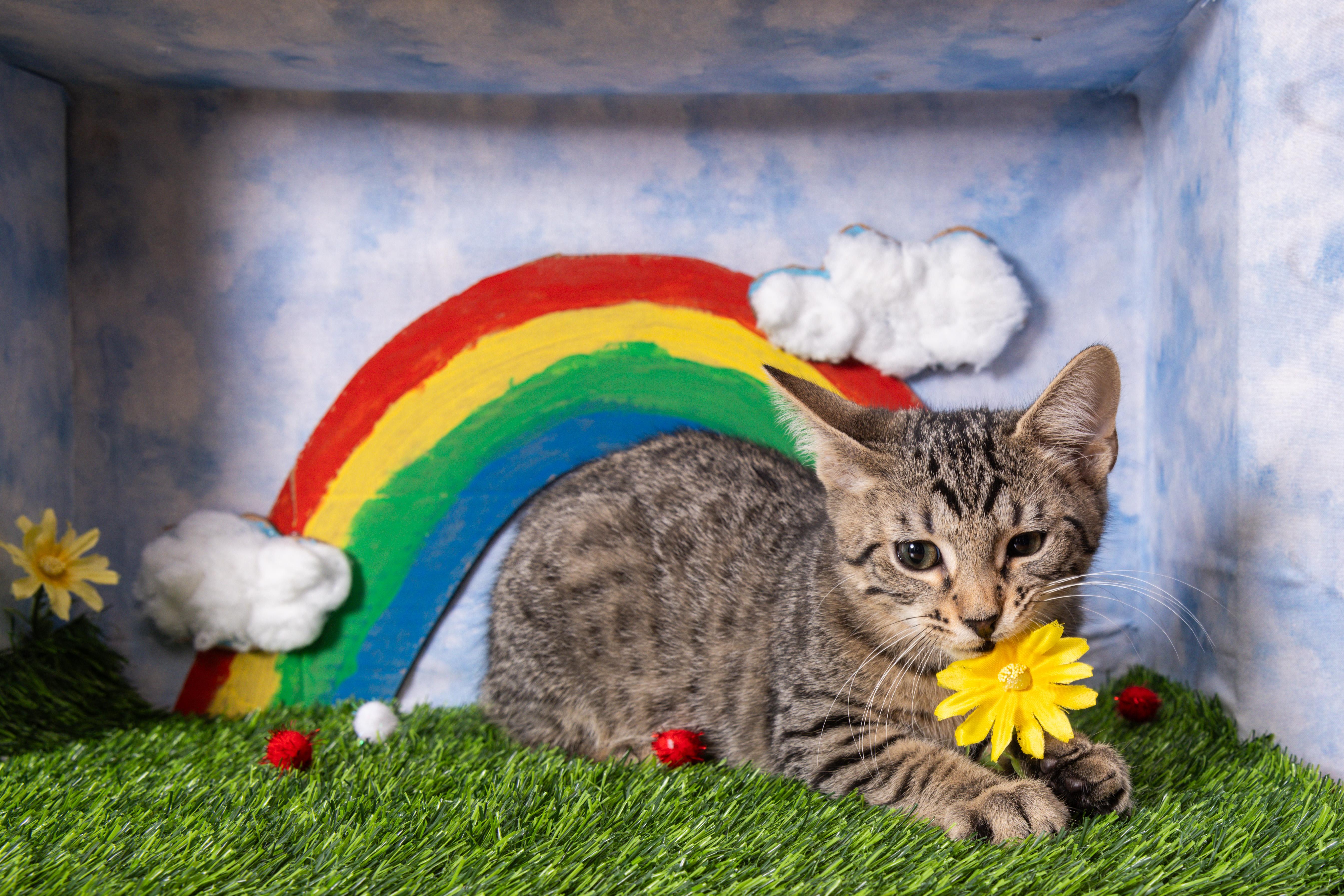 Enlarge Hugs, a Adoptable Domestic Short Hair in Avondale Estates, GA image 6/6