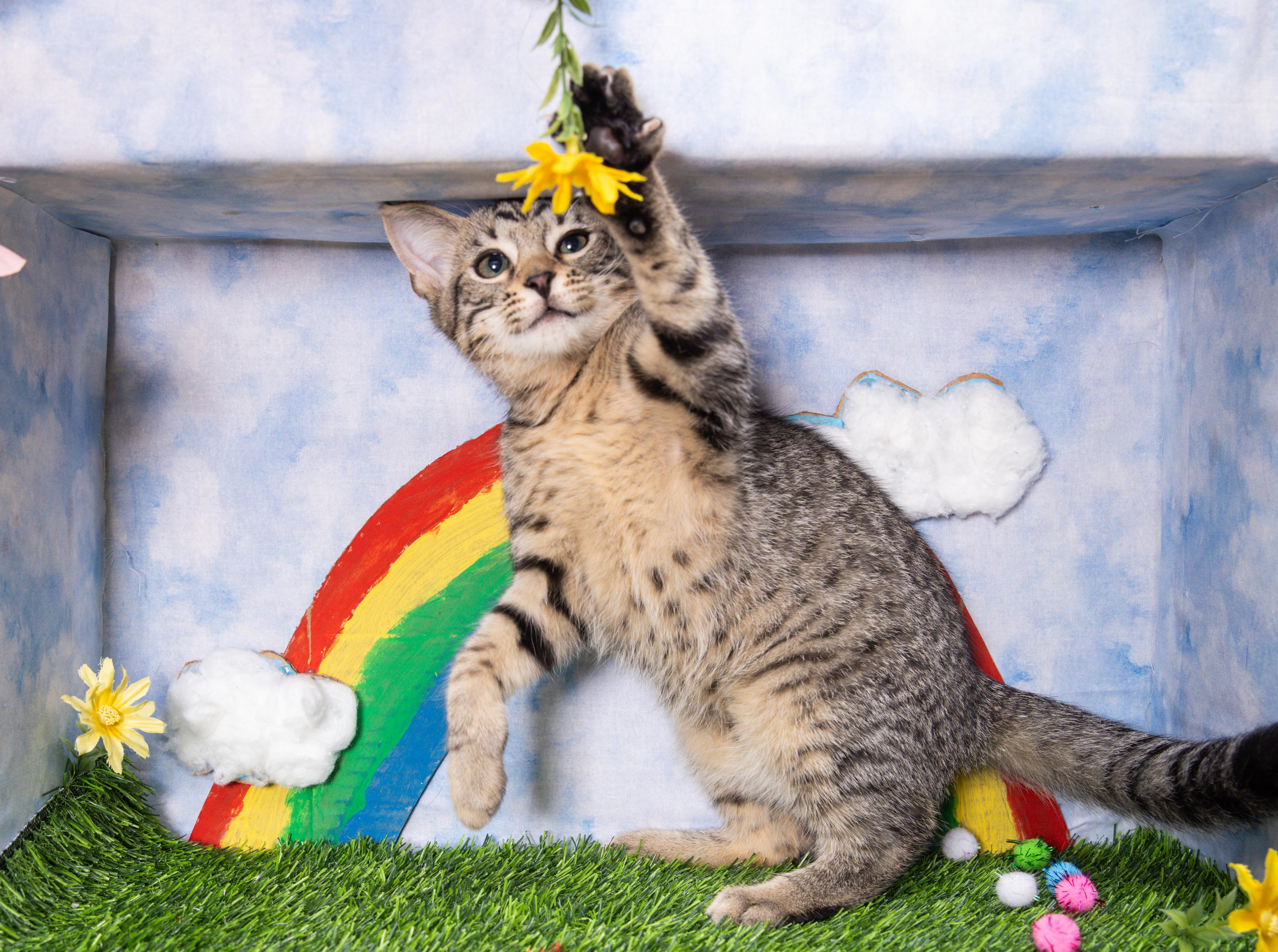 Enlarge Hugs, a Adoptable Domestic Short Hair in Avondale Estates, GA image 5/6