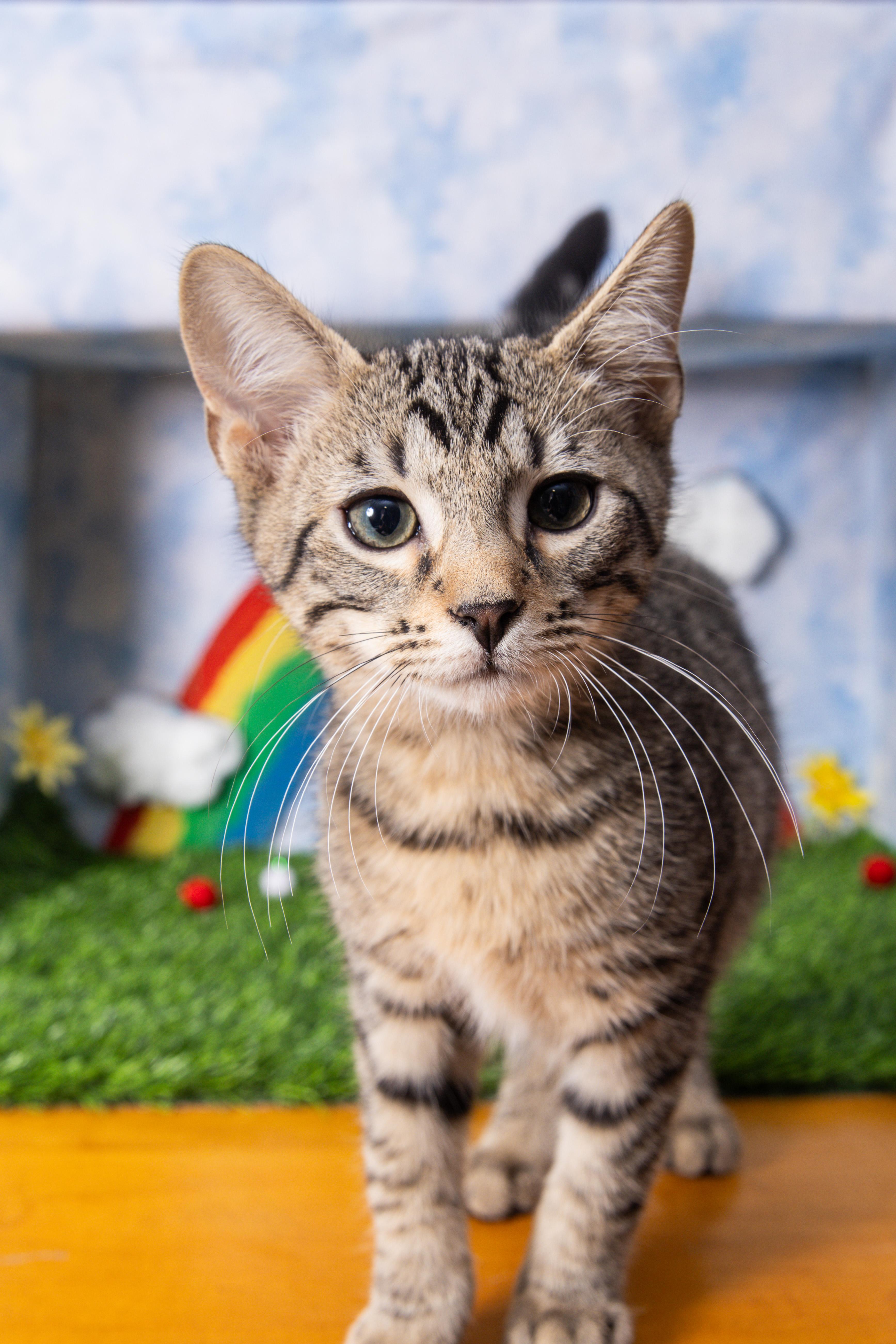 Hugs, Adoptable, Kitten Male Domestic Short Hair.