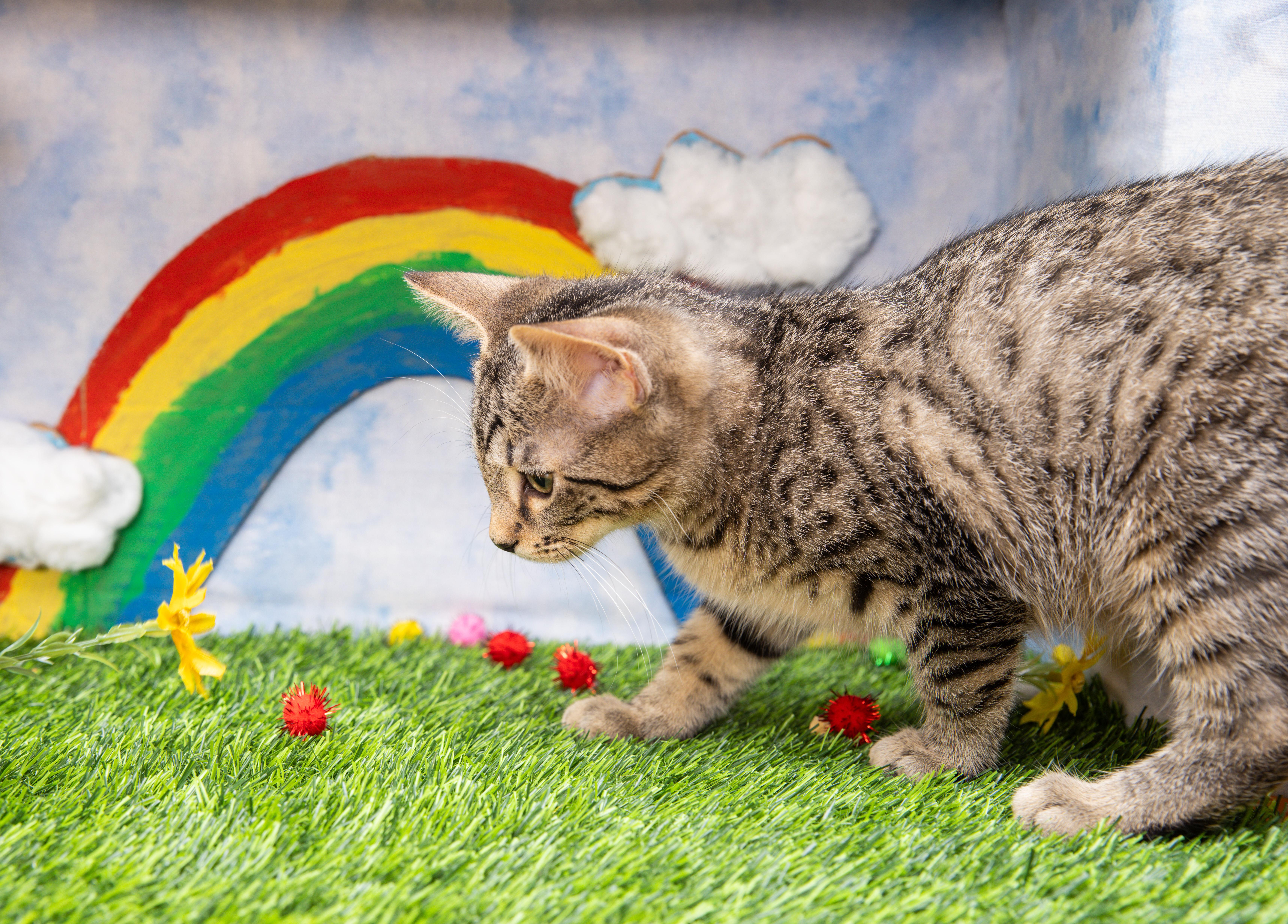 Enlarge Hugs, a Adoptable Domestic Short Hair in Avondale Estates, GA image 4/6