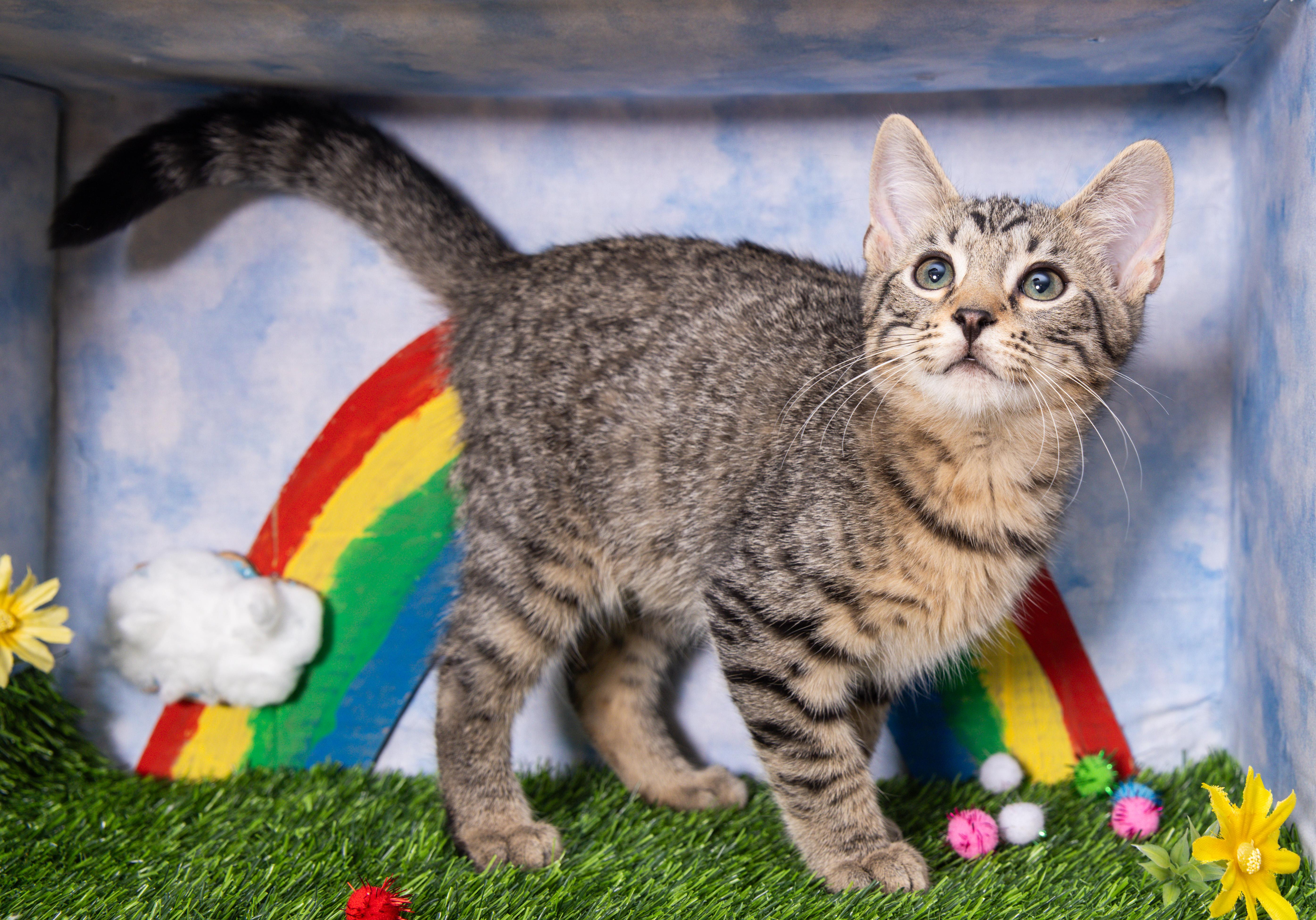 Enlarge Hugs, a Adoptable Domestic Short Hair in Avondale Estates, GA image 3/6