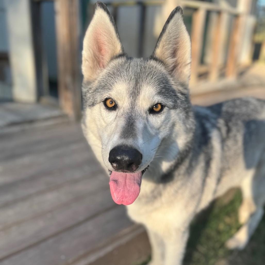 Ava, Adoptable, Adult Female Husky.