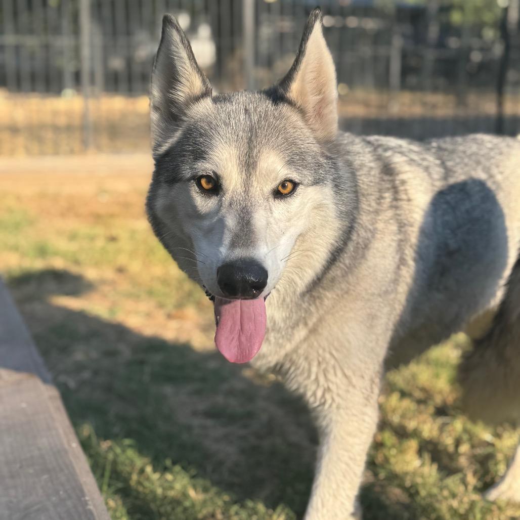 Enlarge Ava, a Adoptable Husky in Eufaula, OK image 2/3