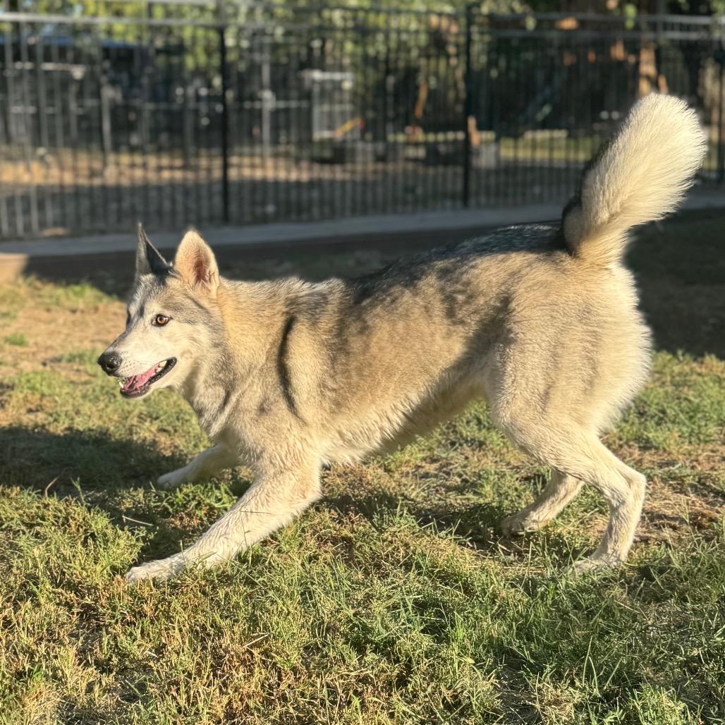 Enlarge Ava, a Adoptable Husky in Eufaula, OK image 3/3
