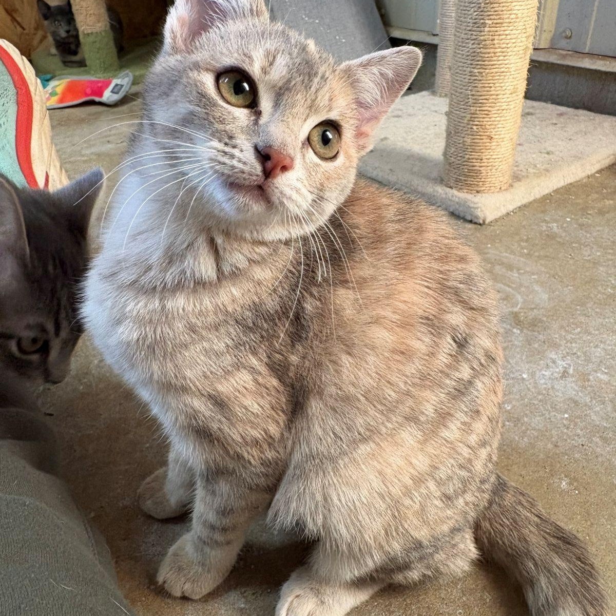 BONNIE, an adopted Tortoiseshell in Flint, TX image 2/4