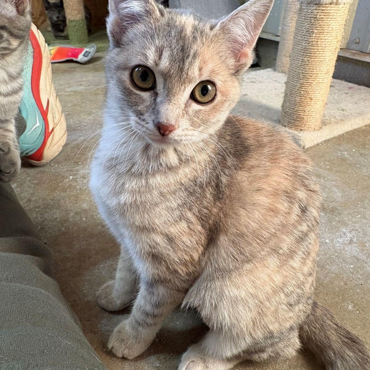 BONNIE, an adopted Tortoiseshell in Flint, TX image 3/4