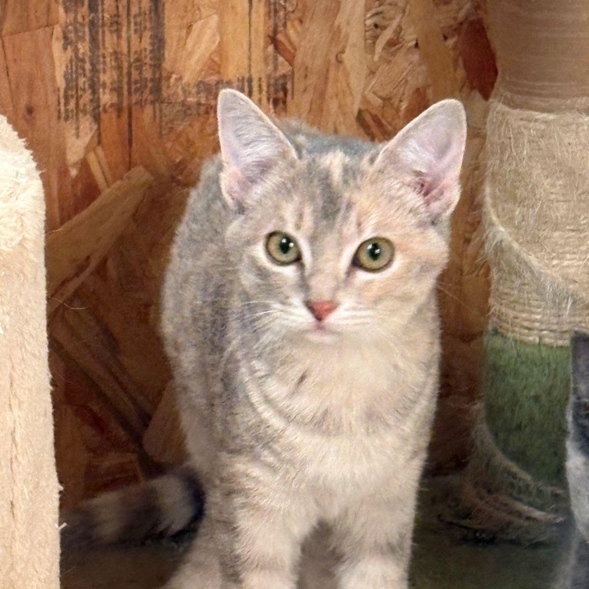 BONNIE, an adopted Tortoiseshell in Flint, TX image 4/4