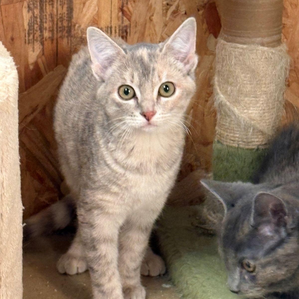 BONNIE, adopted, Kitten Female Tortoiseshell.