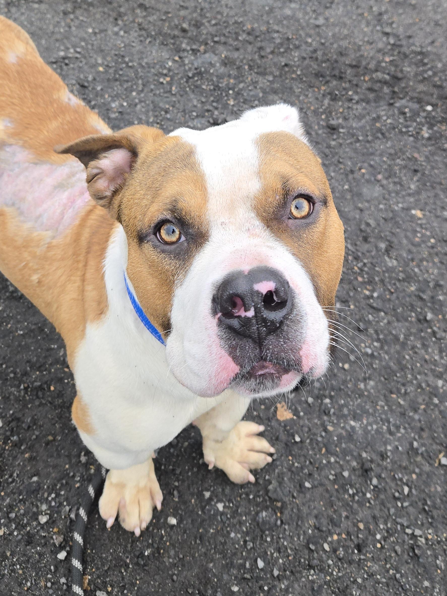 Pierre, ADOPTABLE, Adult Male Pit Bull Terrier.