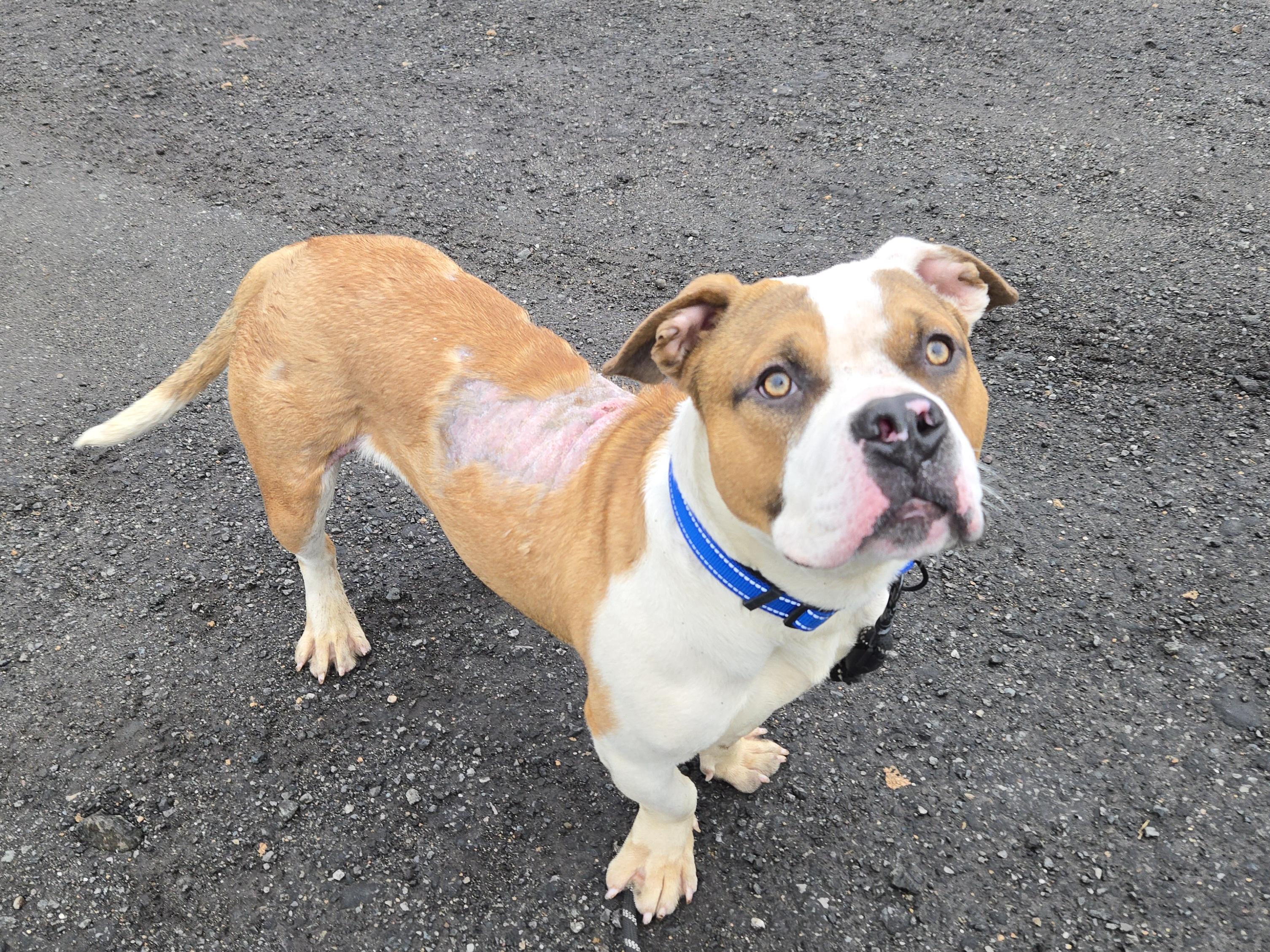 Enlarge Pierre, a ADOPTABLE Pit Bull Terrier in Trenton, NJ image 2/3