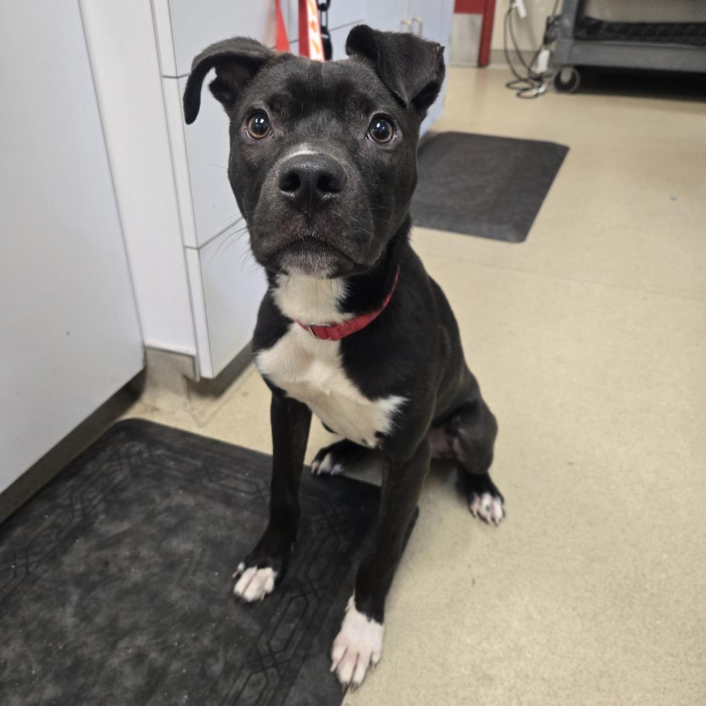 Oreo, Adoptable, Young Male Black Labrador Retriever & Pit Bull Terrier.