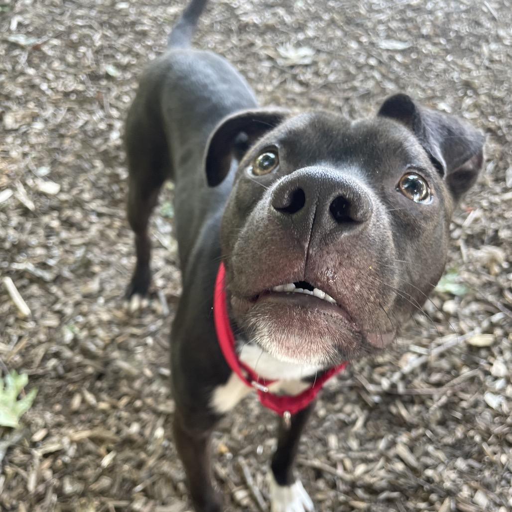 Oreo, a Adoptable mixed breed in Nashville, TN image 2/4