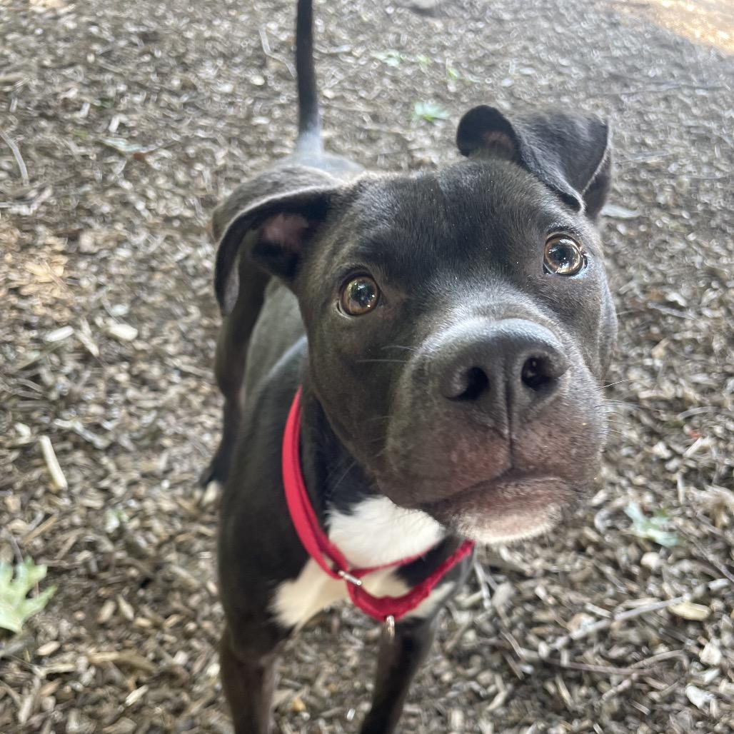 Oreo, a Adoptable mixed breed in Nashville, TN image 3/4