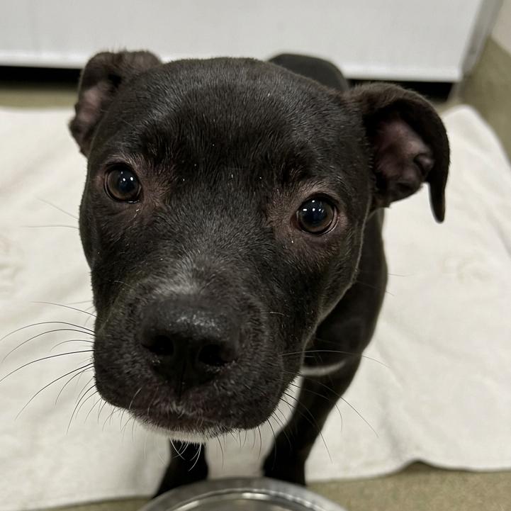 Oreo, a Adoptable mixed breed in Nashville, TN image 4/4