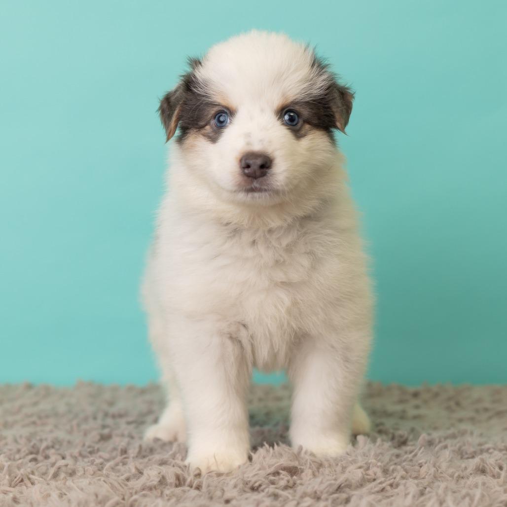 Enlarge Porkchop on a Stick, a Adoptable mixed breed in St. Paul, MN image 1/5