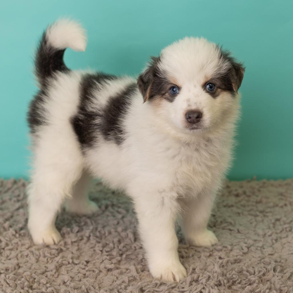Enlarge Porkchop on a Stick, a Adoptable mixed breed in St. Paul, MN image 2/5