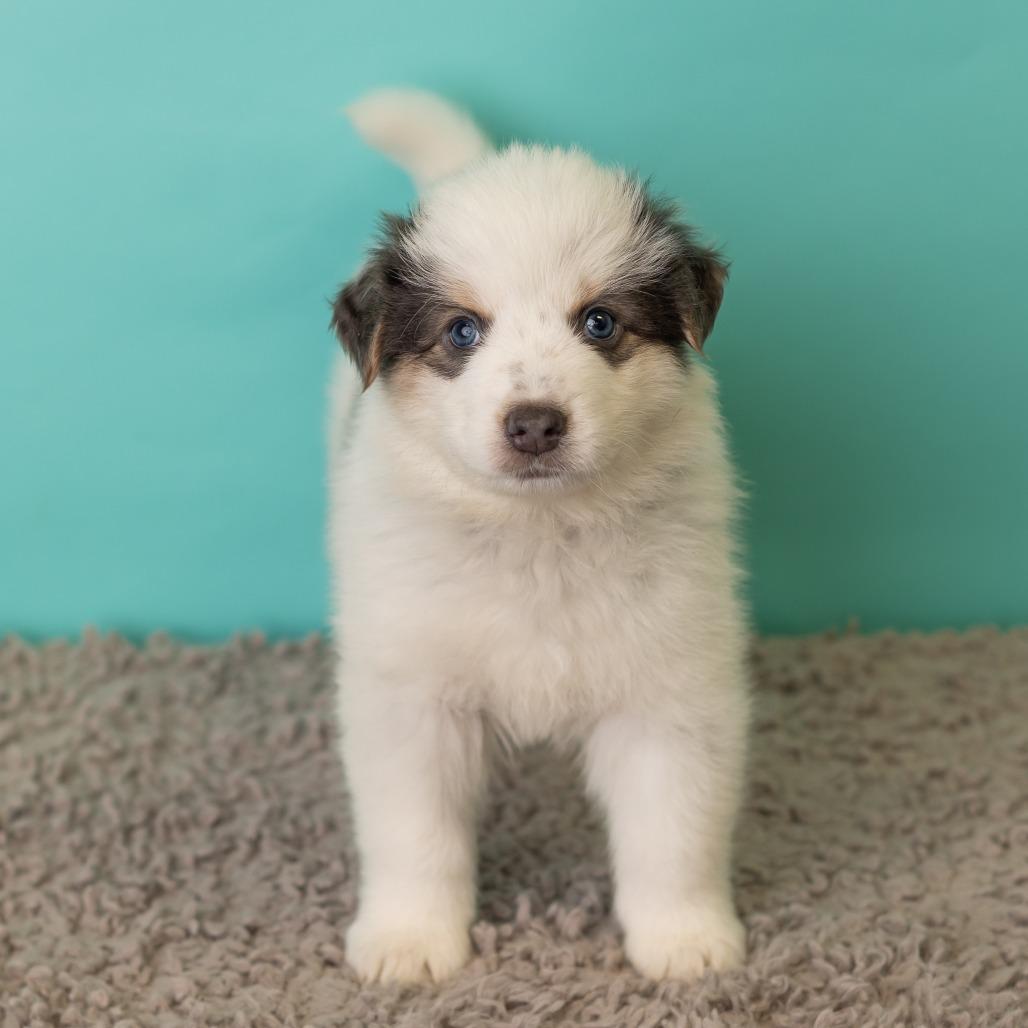 Enlarge Porkchop on a Stick, a Adoptable mixed breed in St. Paul, MN image 3/5