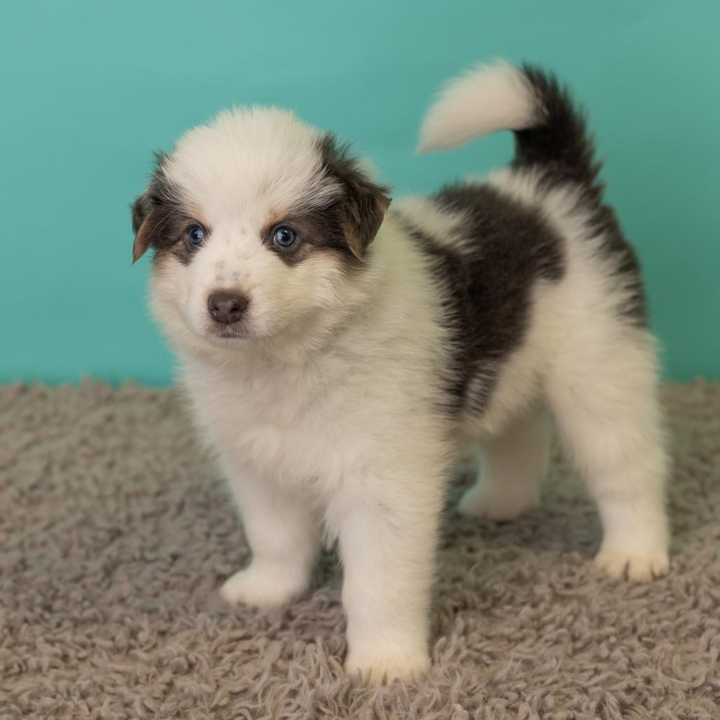 Enlarge Porkchop on a Stick, a Adoptable mixed breed in St. Paul, MN image 4/5