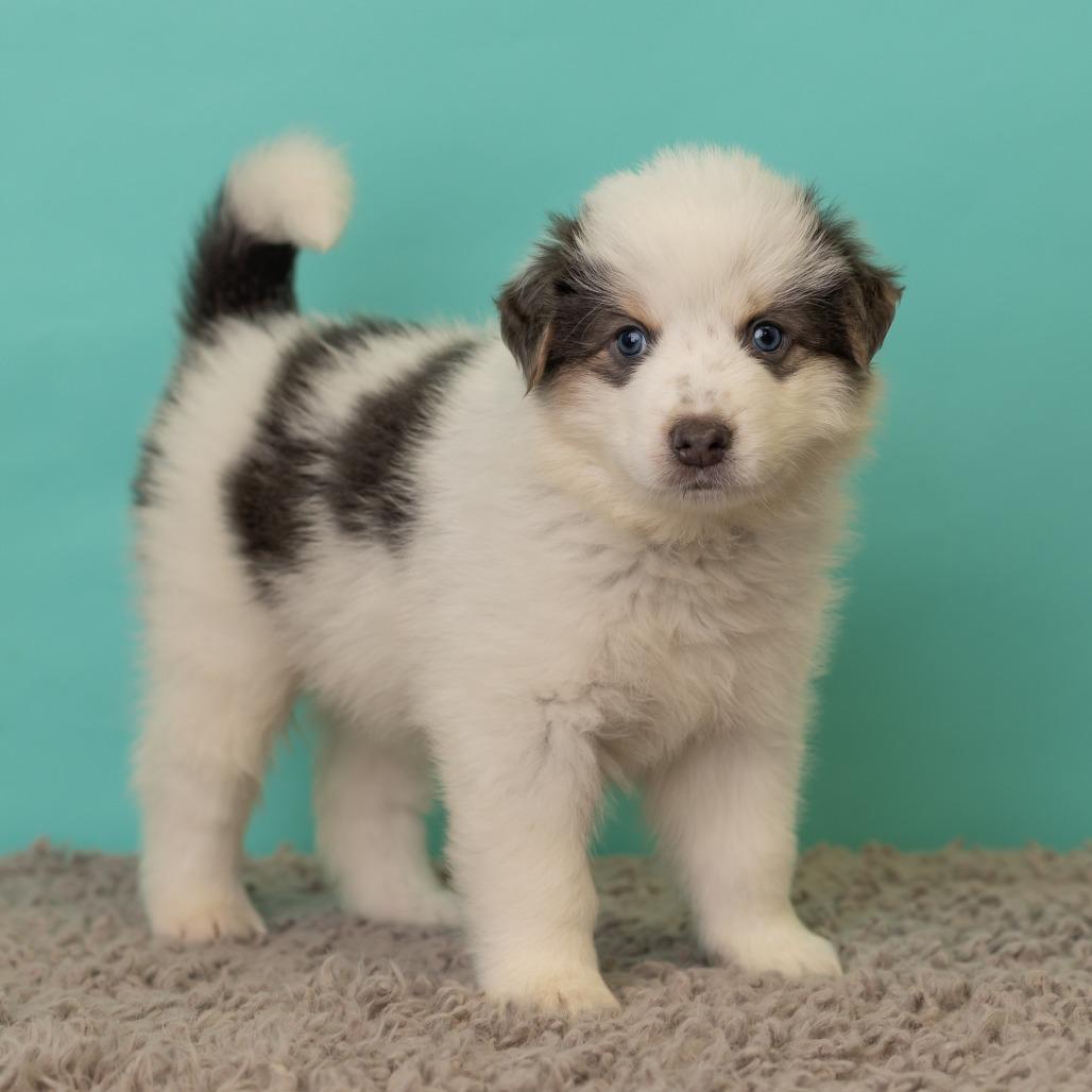 Enlarge Porkchop on a Stick, a Adoptable mixed breed in St. Paul, MN image 5/5