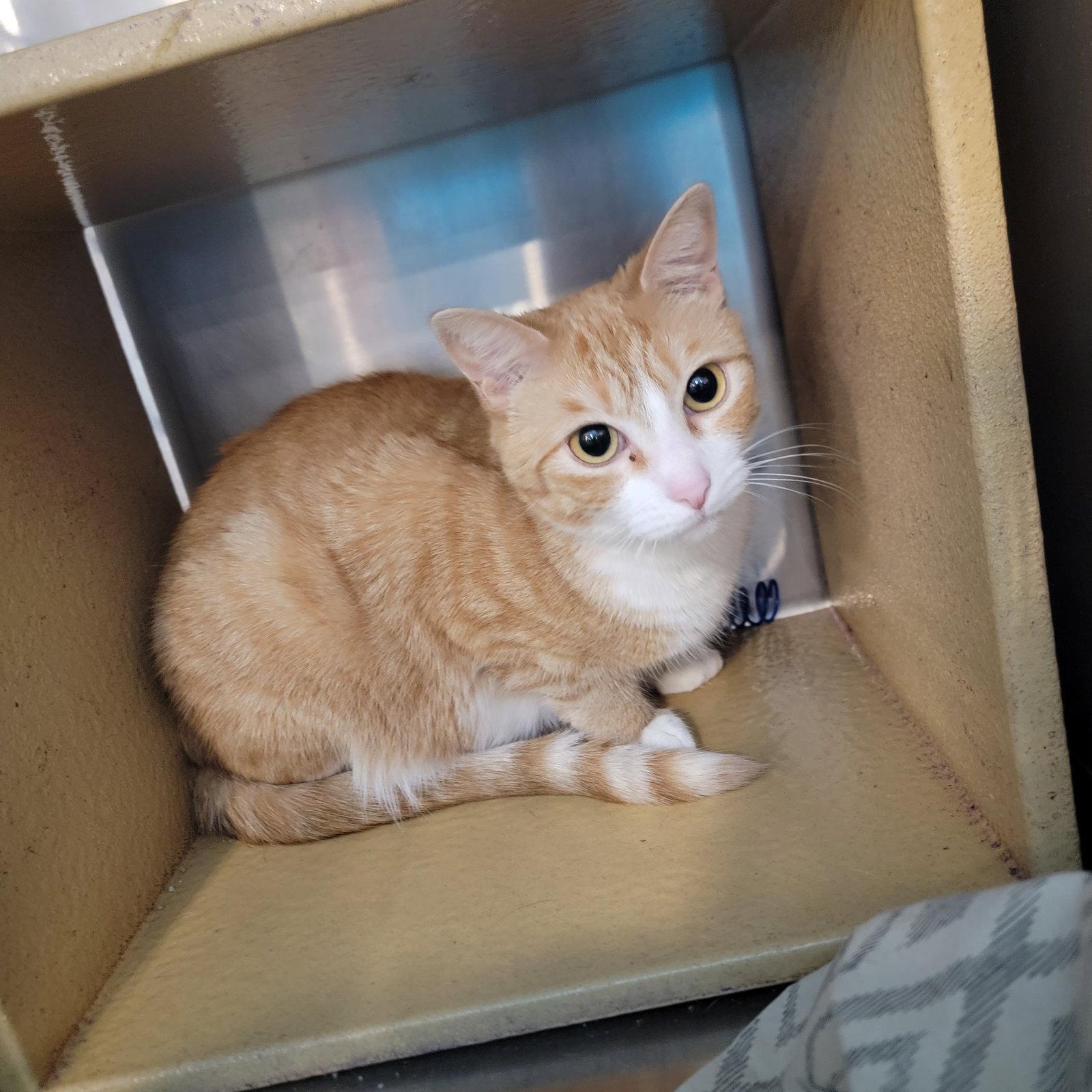 Enlarge Tobi, a Adoptable Domestic Short Hair in Boynton Beach, FL image 1/1
