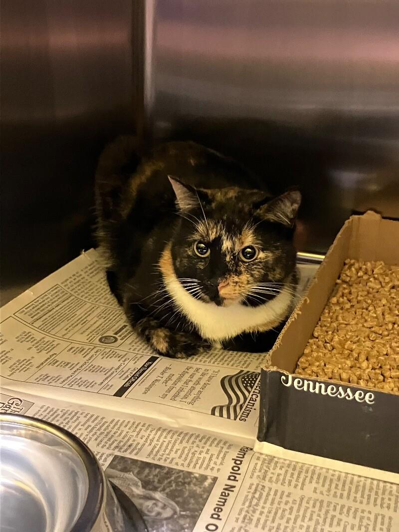 Enlarge Dust Devil, a Adoptable Domestic Short Hair in Jackson, TN image 1/1