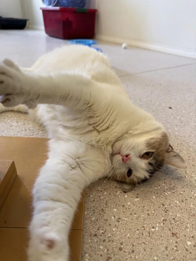 Enlarge Zima, a ADOPTABLE Domestic Short Hair in Winona, MN image 3/3