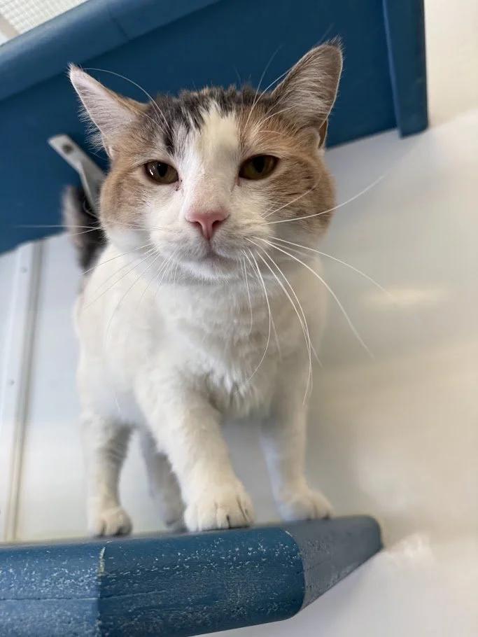 Enlarge Zima, a ADOPTABLE Domestic Short Hair in Winona, MN image 1/3