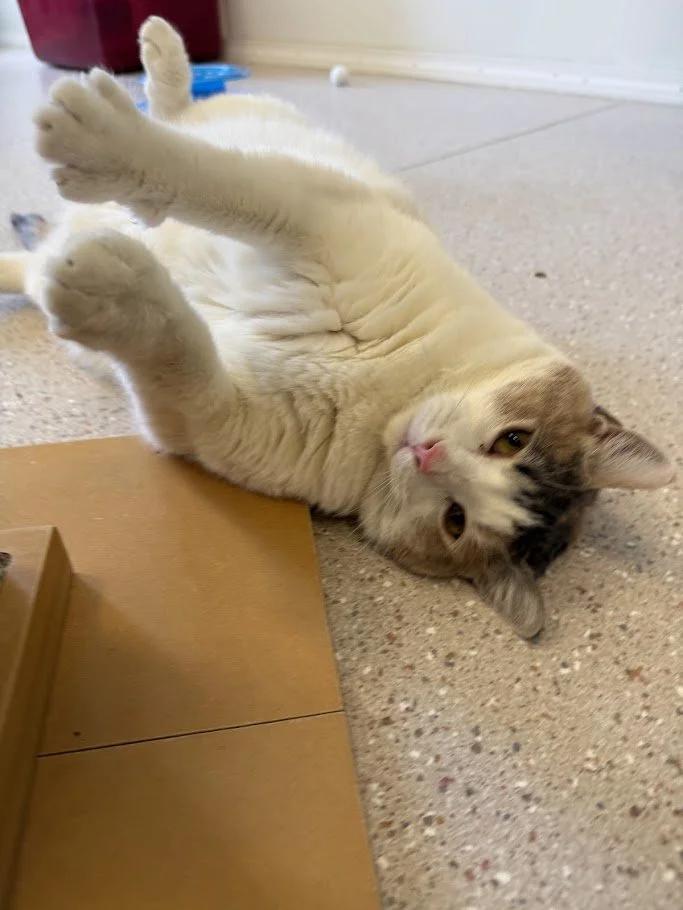 Enlarge Zima, a ADOPTABLE Domestic Short Hair in Winona, MN image 2/3