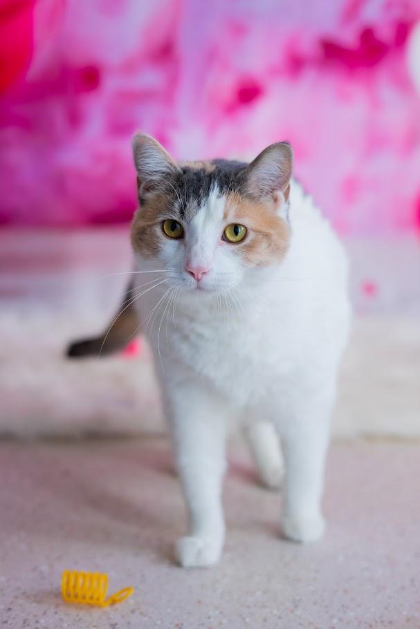 Enlarge Zima, a ADOPTABLE Domestic Short Hair in Winona, MN image 5/6
