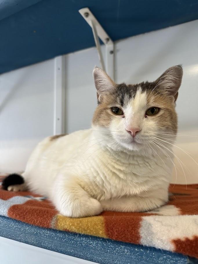 Enlarge Zima, a ADOPTABLE Domestic Short Hair in Winona, MN image 2/6