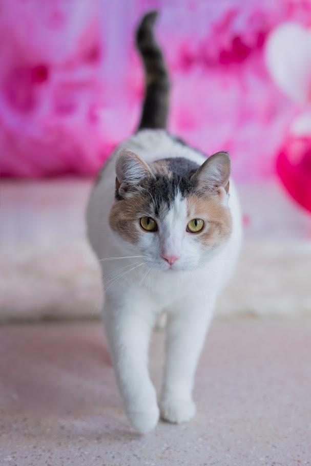 Enlarge Zima, a ADOPTABLE Domestic Short Hair in Winona, MN image 3/6