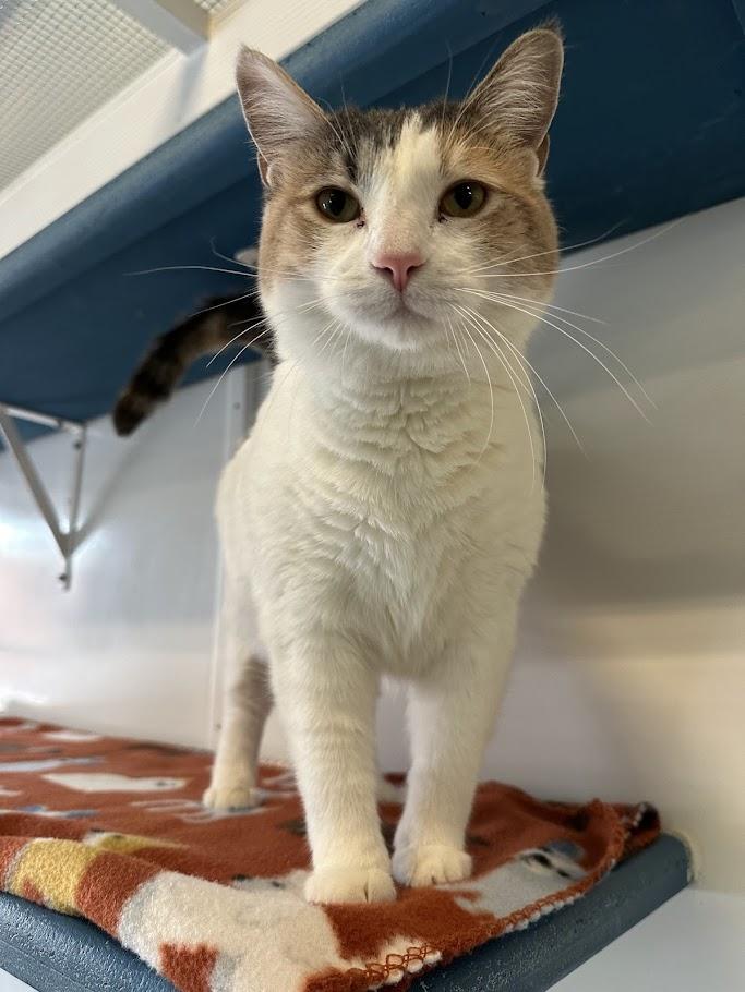 Enlarge Zima, a ADOPTABLE Domestic Short Hair in Winona, MN image 6/6