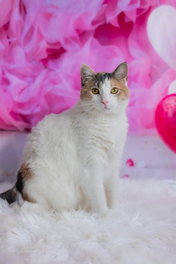 Enlarge Zima, a ADOPTABLE Domestic Short Hair in Winona, MN image 1/6