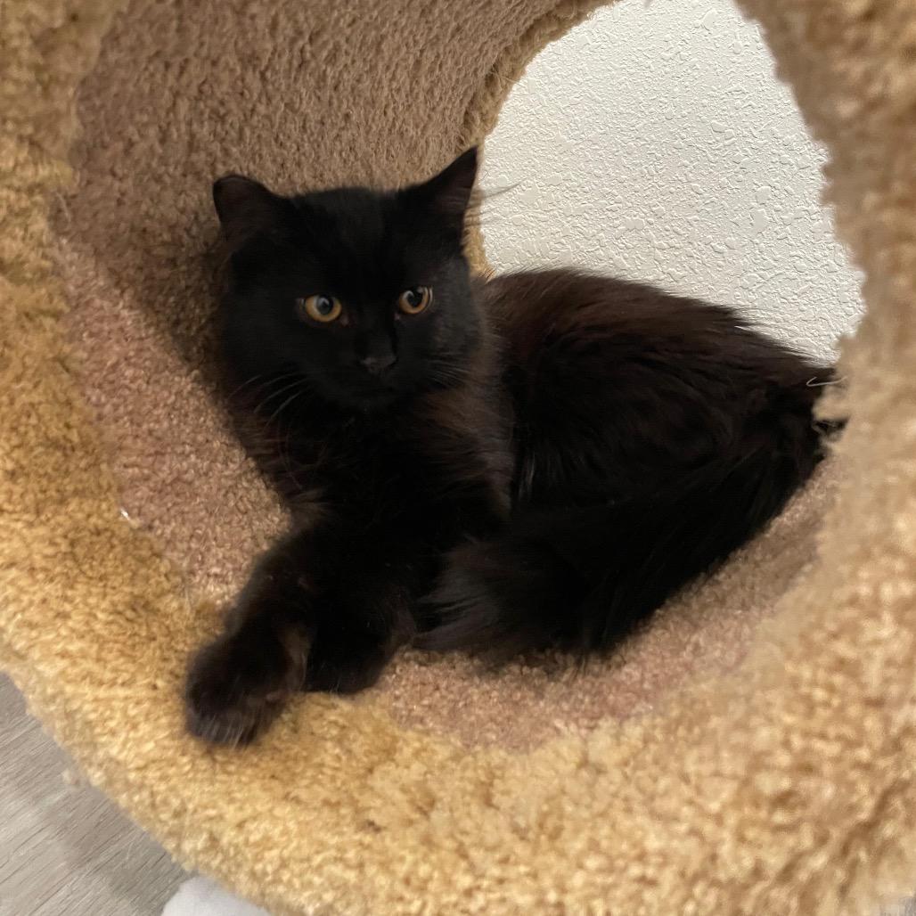 Enlarge Chestnut, a Adoptable Domestic Long Hair in Talent, OR image 1/1