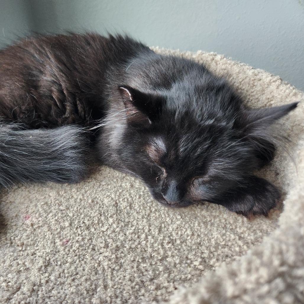 Enlarge Chestnut, a Adoptable Domestic Long Hair in Talent, OR image 2/4