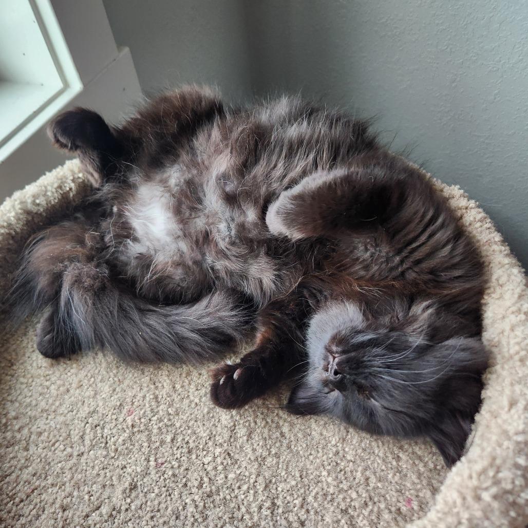 Enlarge Chestnut, a Adoptable Domestic Long Hair in Talent, OR image 3/4